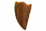 Serrated, Raptor Tooth - Real Dinosaur Tooth #135171-1